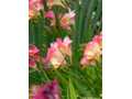 Freesias 1